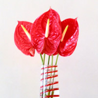 Antoryum Çiçeği