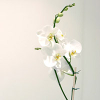 Orkide Çiçek