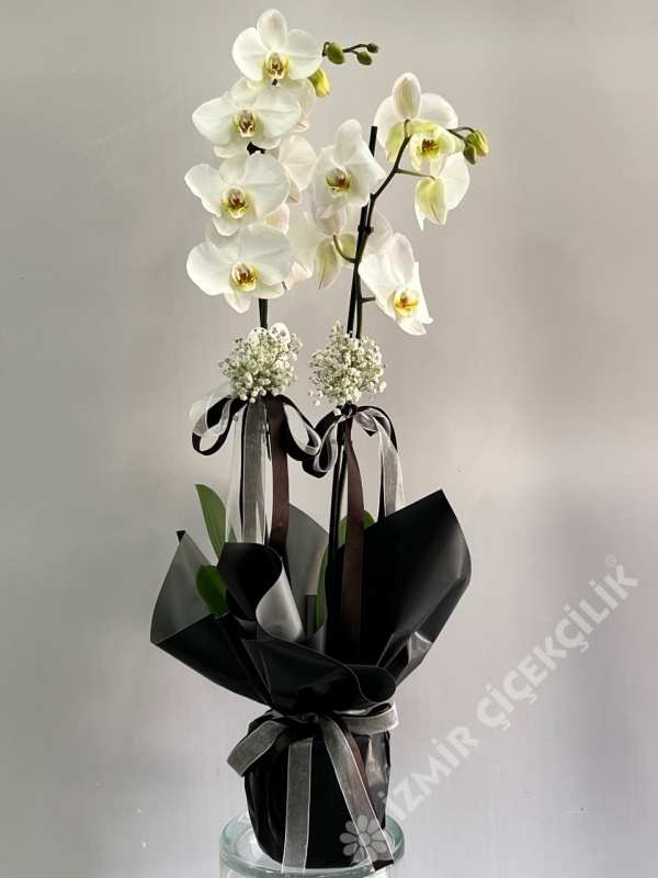 Siyah Beyaz Çiçek Orkide
