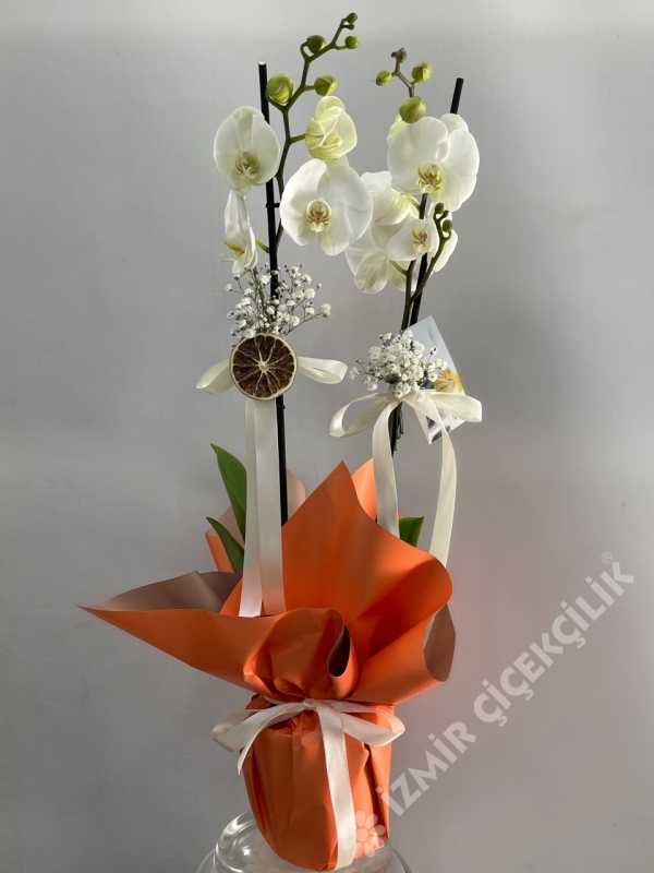 2 Dallı Beyaz Orkide Turuncu Ambalajda