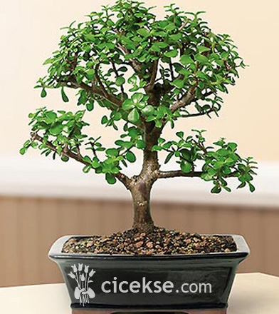 Bonsai Bodur Ağaç