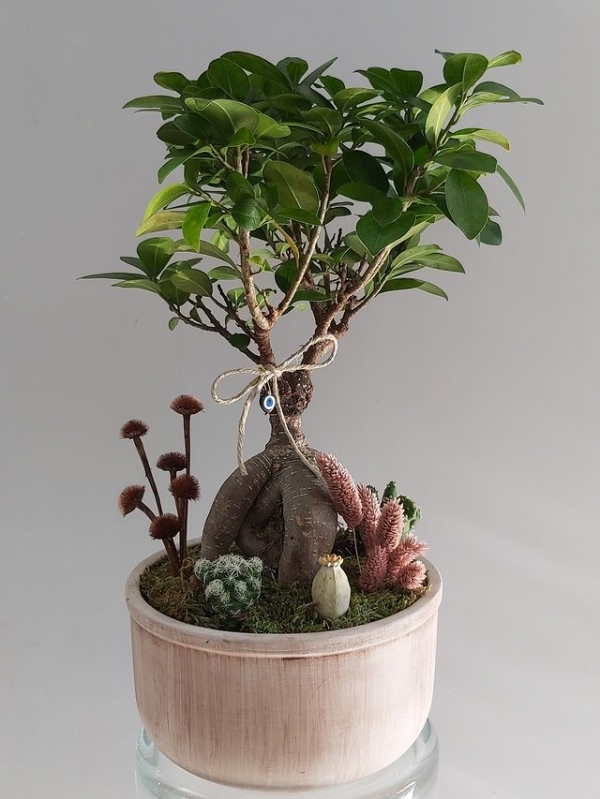 Dekoratif Bonzai Ağaç, Bonzai, Bonsai, Saksıda Bonzai