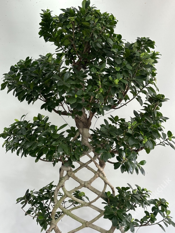 Ficus Örgülü Bonzai 150 cm