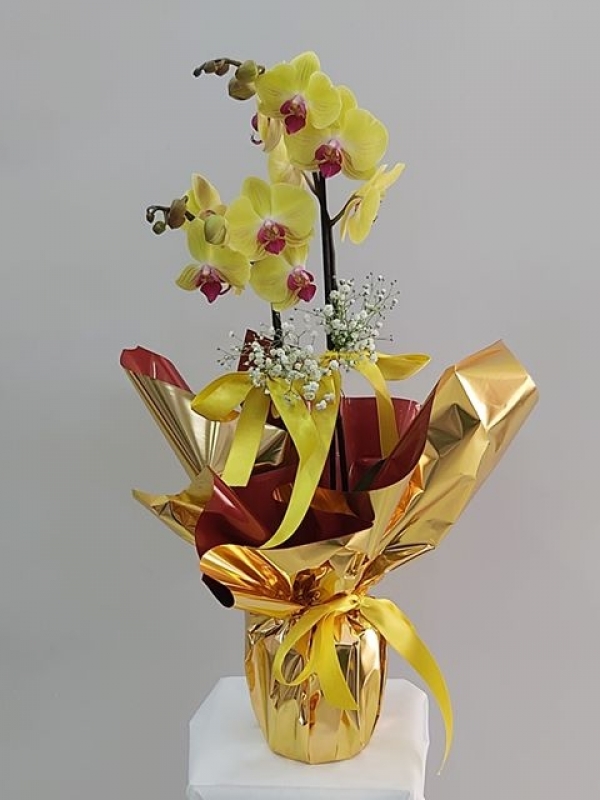 Sarı Orkide Özel Ambalajlı