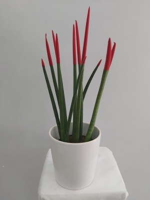 Sansevieria Bitkisi