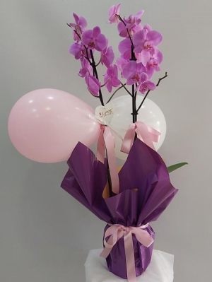 Yeni Kız Bebek Orkide Balon