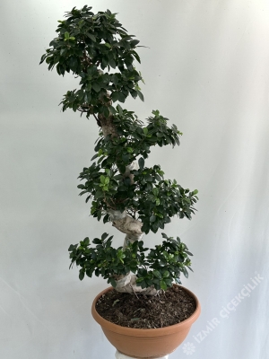 Dekoratif Ficus Bonsai 100 cm