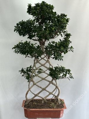 Ficus Örgülü Bonzai 150 cm